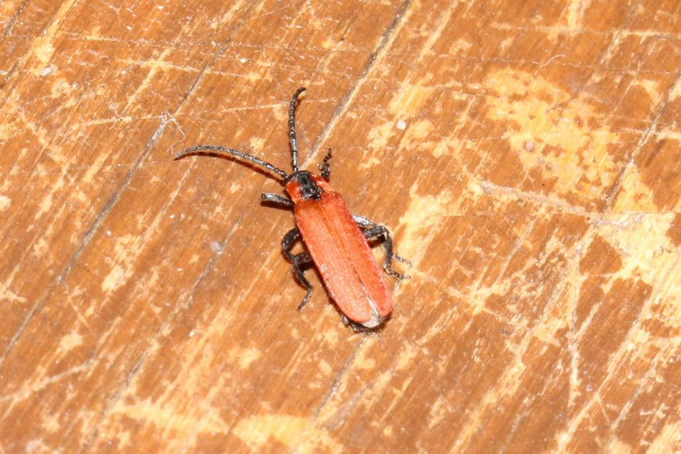 Lygistopterus sanguineus - vérbogár
