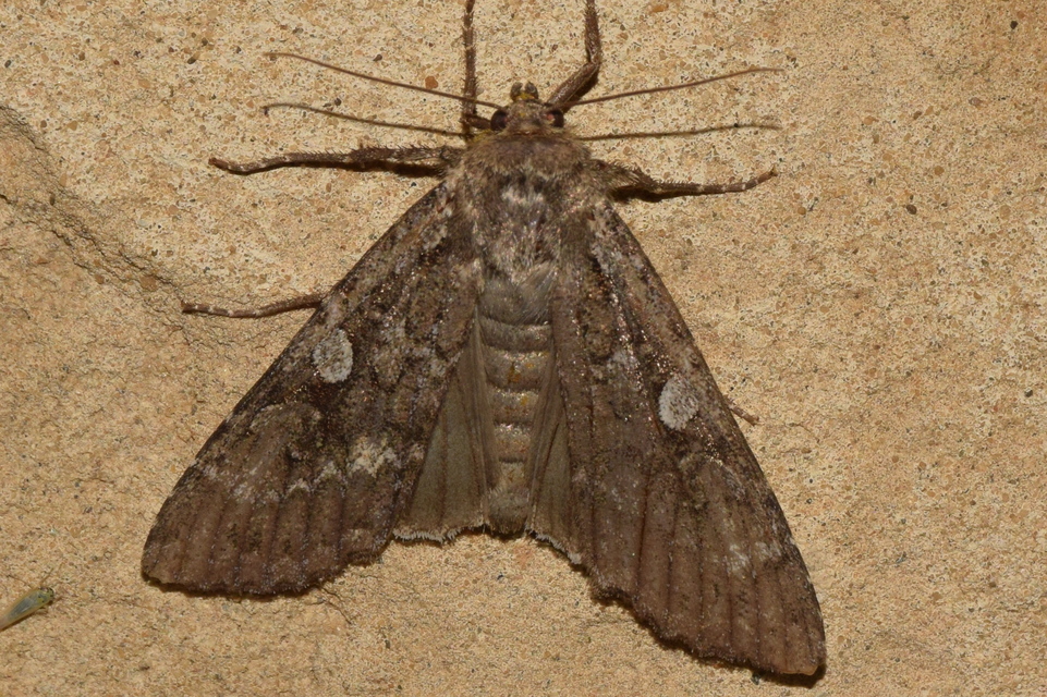 Eurois occulta - óriás hegyibagoly