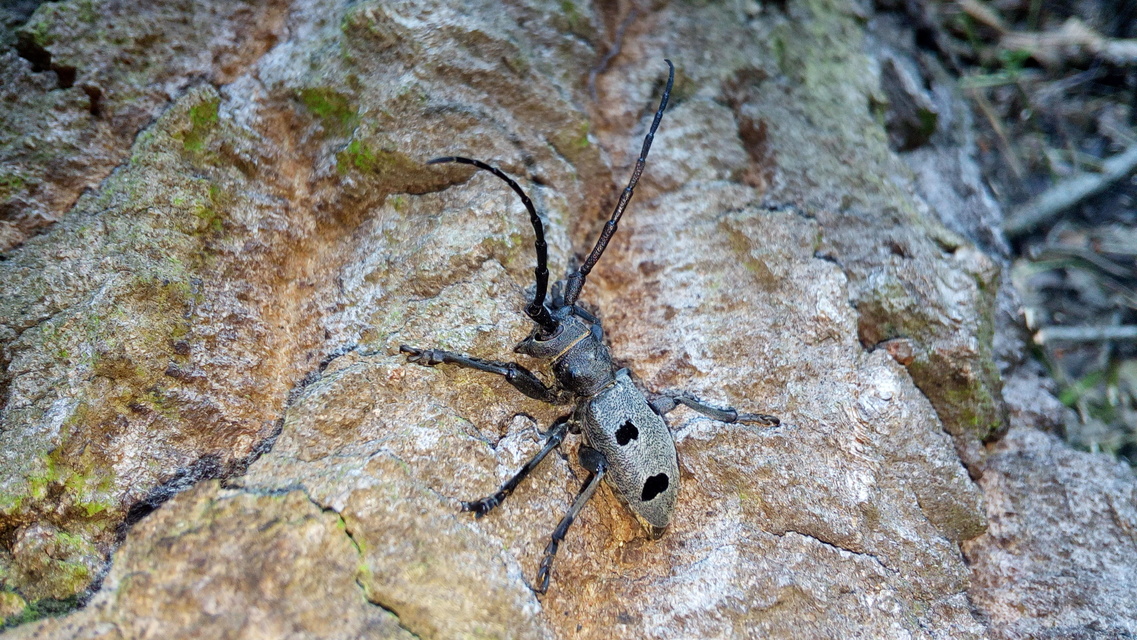 Morimus asper funereus - gyászcincér