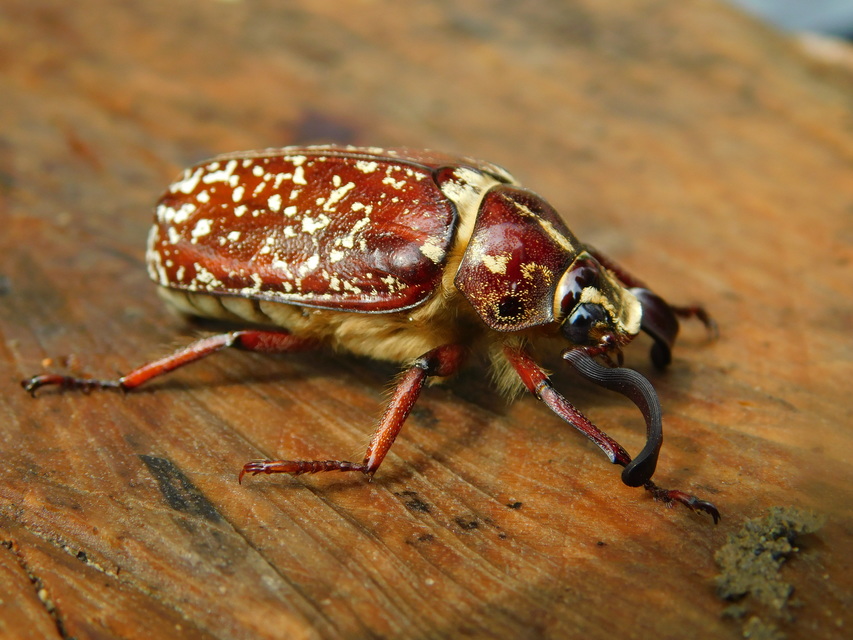 Polyphylla fullo - csapó cserebogár