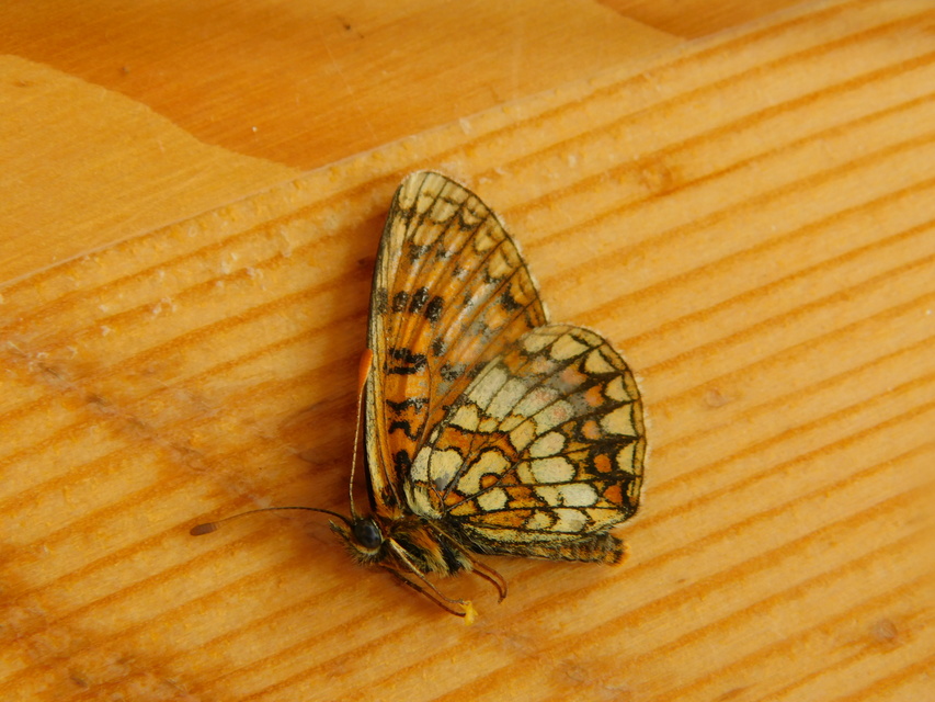 Melitaea aurelia - recés tarkalepke