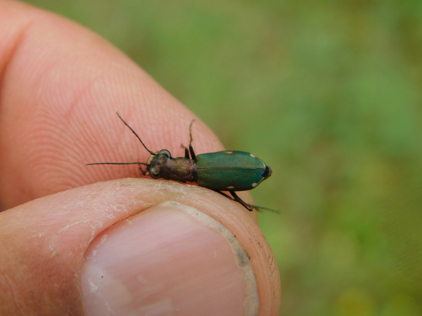 Cylindera germanica - parlagi homokfutrinka