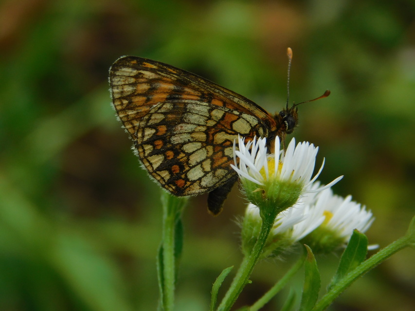 Melitaea aurelia - recés tarkalepke