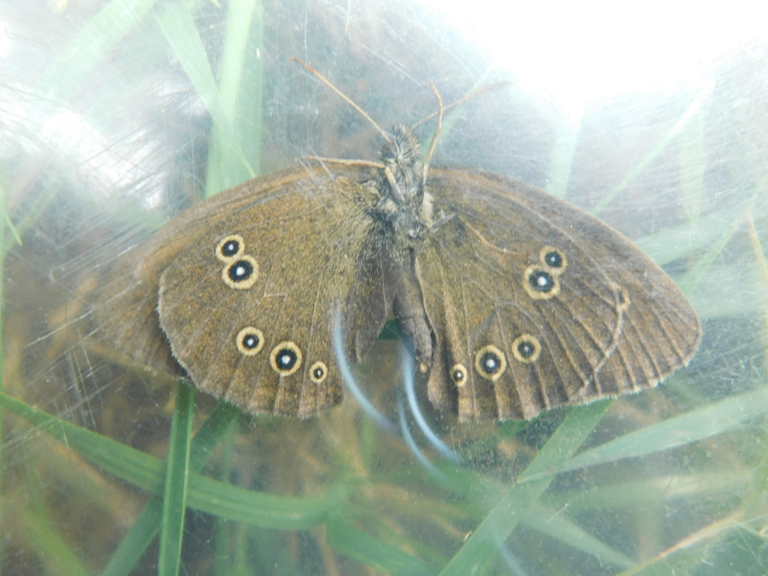 Aphantopus hyperanthus - közönséges ökörszemlepke