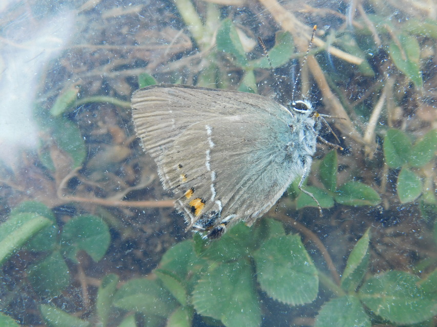 Satyrium spini - kökény-csücsköslepke