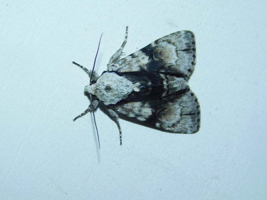 Acronicta alni - éger-szigonyosbagoly