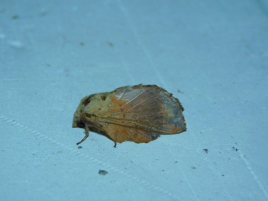 Phyllodesma tremulifolia - nyárlevélpohók