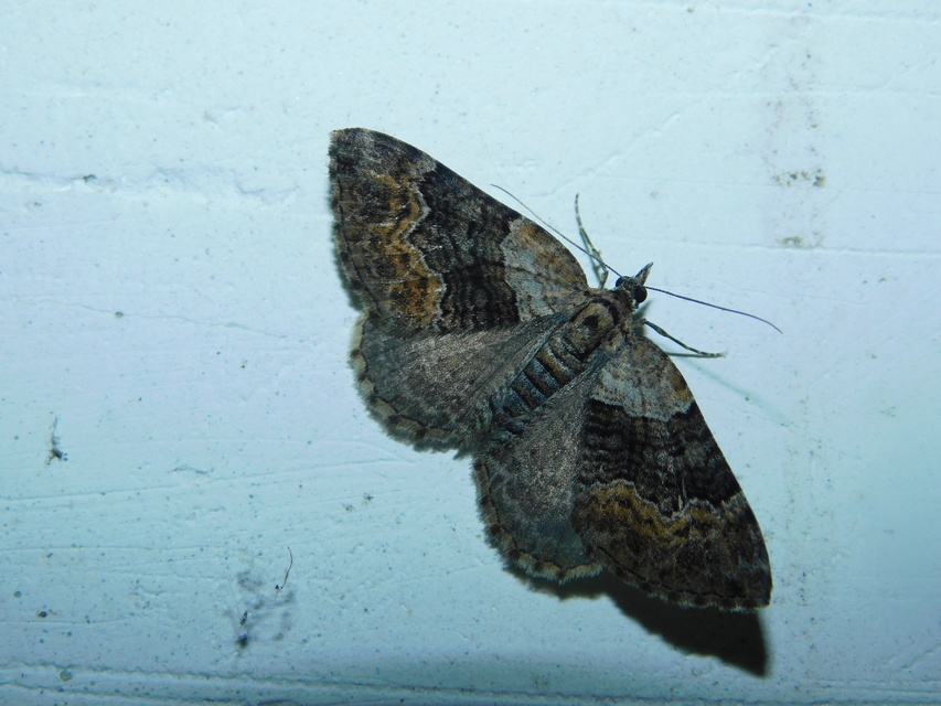 Xanthorhoe quadrifasiata - négysávos tarkaaraszoló