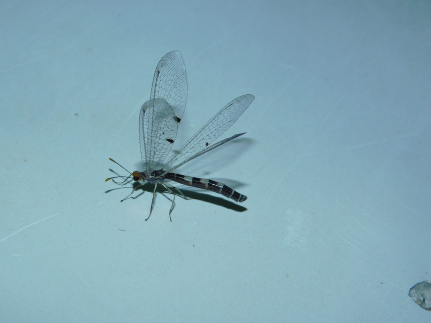 Megistopus flavicornis - kétfoltos hangyaleső