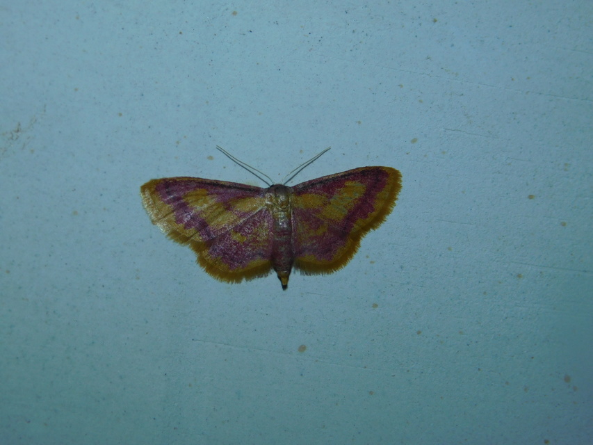 Idaea muricata - mocsári pirosaraszoló Idaea muricata - mocsári pirosaraszoló