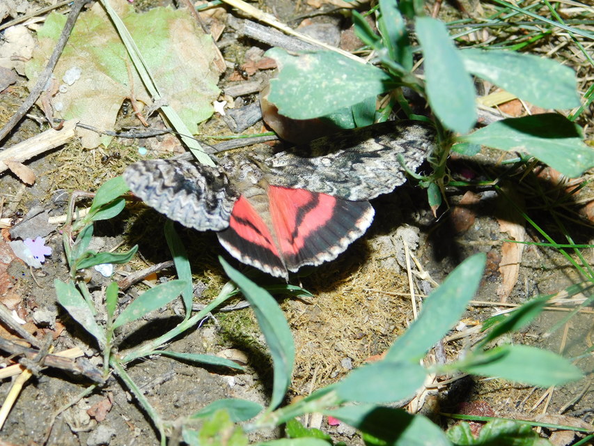 Catocala promissa - kis tölgyfa-övesbagoly