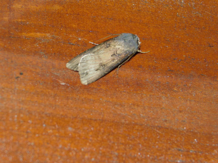 Agrotis ipsilon - nagy földibagoly