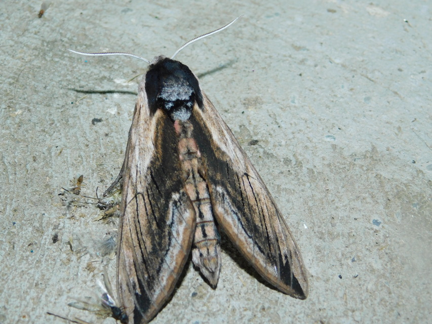 Sphinx ligustri - fagyalszender