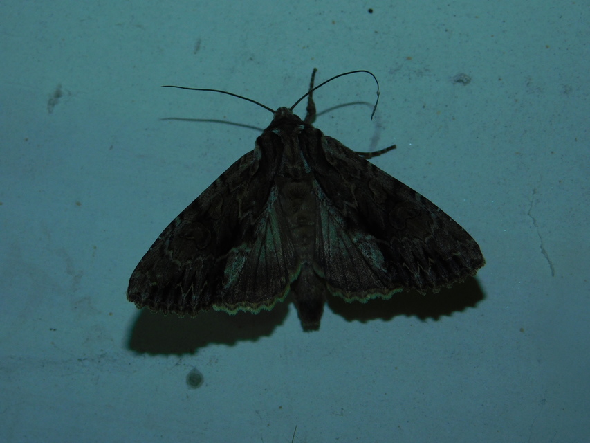 Apamea monoglypha - nagy dudvabagoly