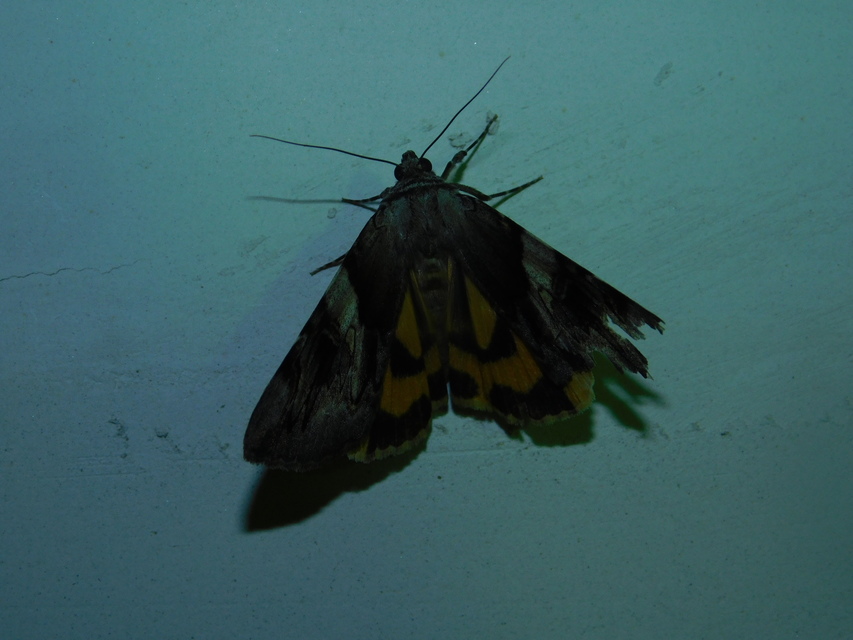 Catocala fulminea - galagonya-övesbagoly