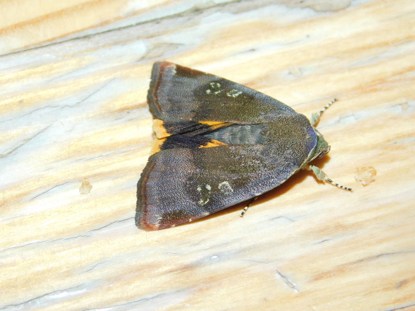 Noctua janthe/janthina