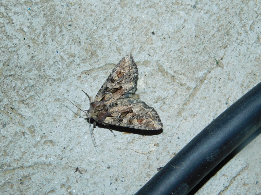 Lacanobia thalassina - borbolya-kertibagoly