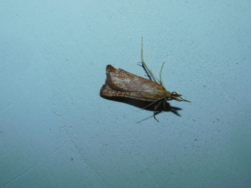 Synaphe punctalis - hosszúlábú fényilonca