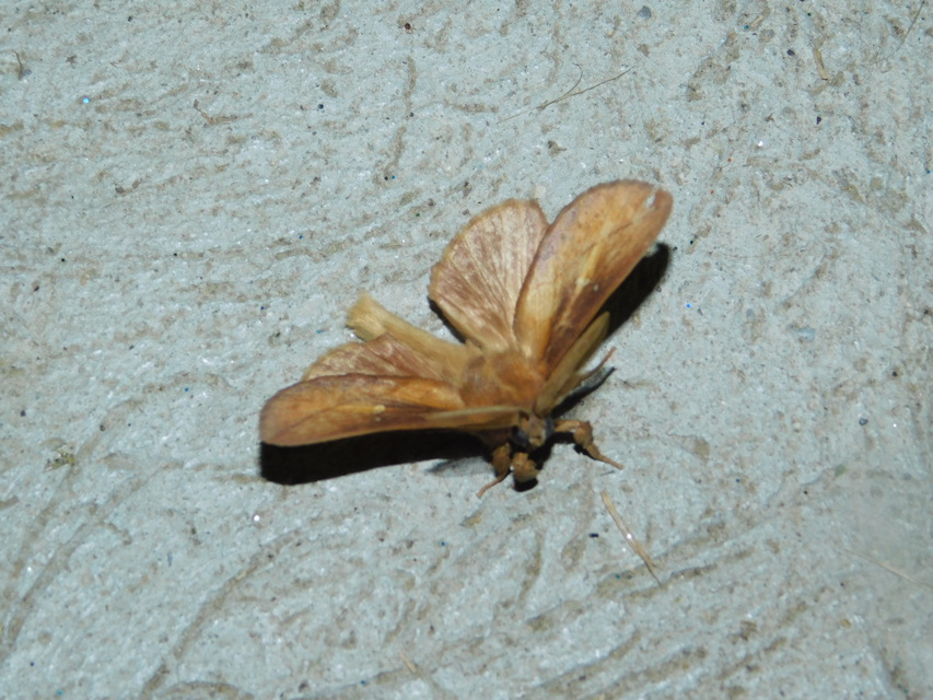 Euthrix potatoria - szomjas pohók