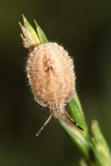 Dolycoris baccarum - közönséges bogyómászó-poloska