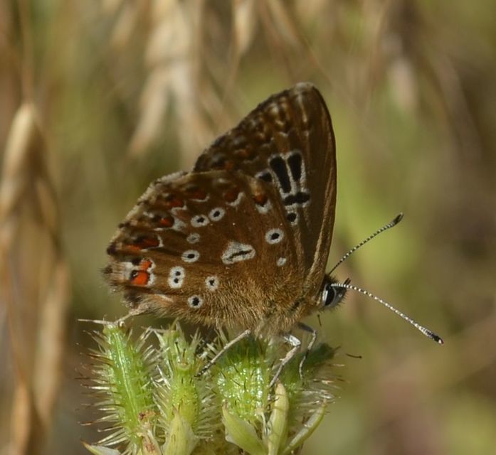 Polyommatus coridon - ezüstkék boglárka