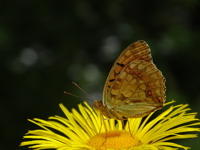 Argynnis adippe - ezüstös gyöngyházlepke