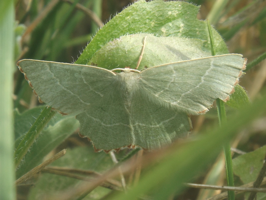 Thalera fimbrialis - csipkésszélű zöldaraszoló