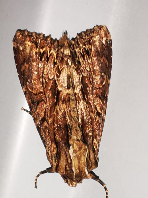 Apamea monoglypha - nagy dudvabagoly