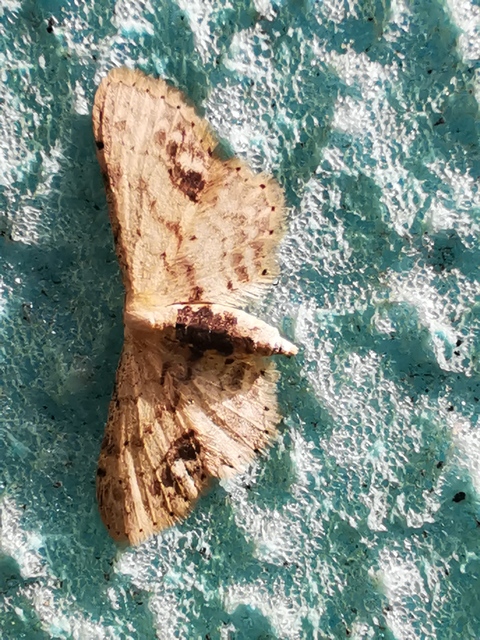 Idaea dimidiata - gyakori apróaraszoló