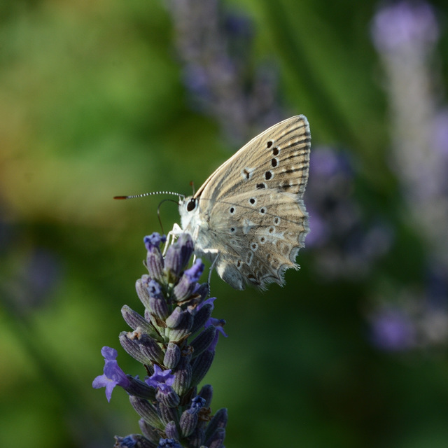 Polyommatus daphnis - csipkés boglárka