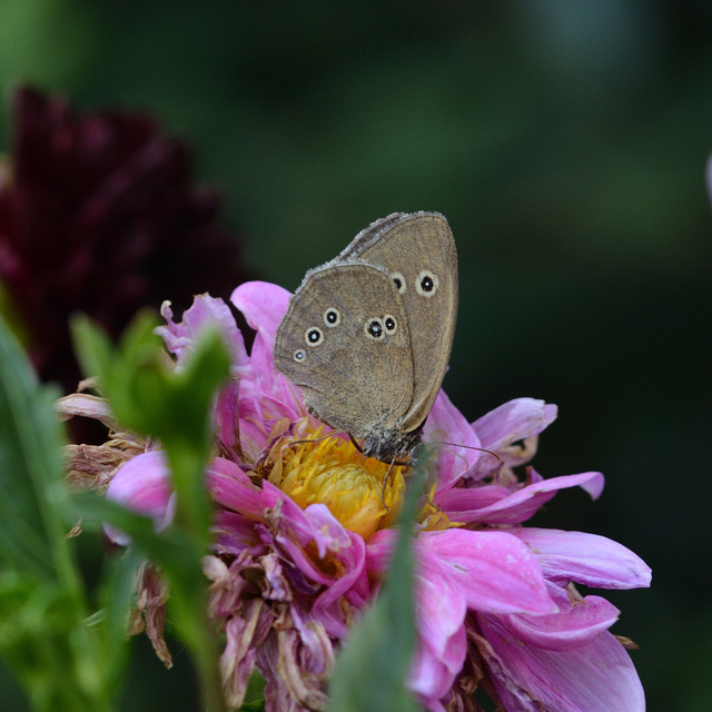 Aphantopus hyperanthus - közönséges ökörszemlepke