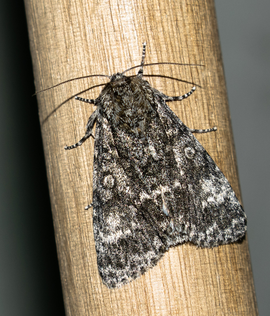 Acronicta megacephala - nagyfejű szigonyosbagoly