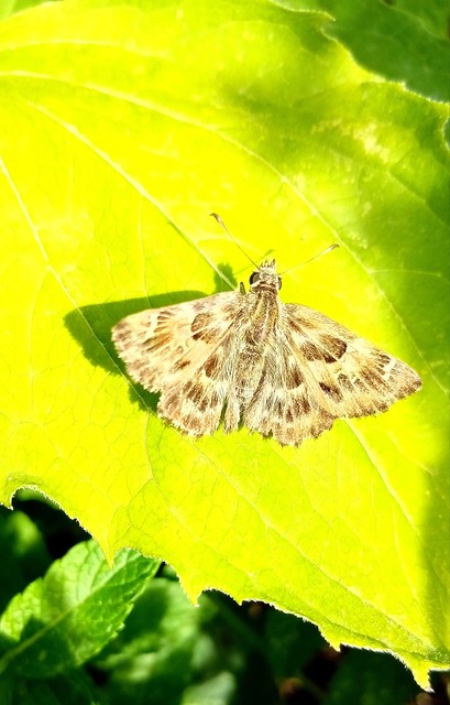 Carcharodus alceae - mályva-busalepke