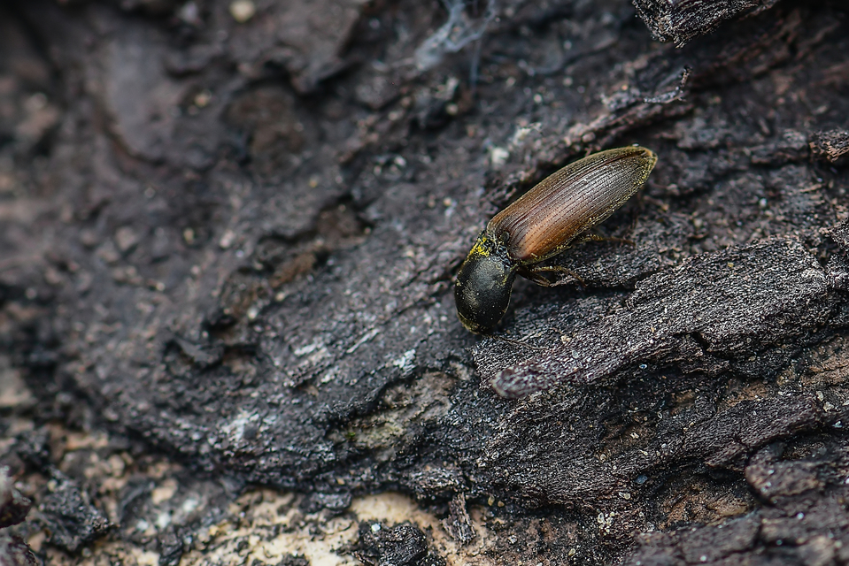 Elateridae - pattanóbogárfélék