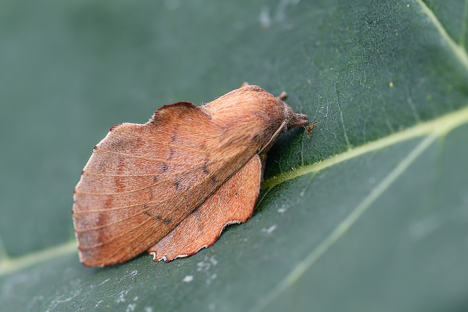 Phyllodesma tremulifolia - nyárlevélpohók