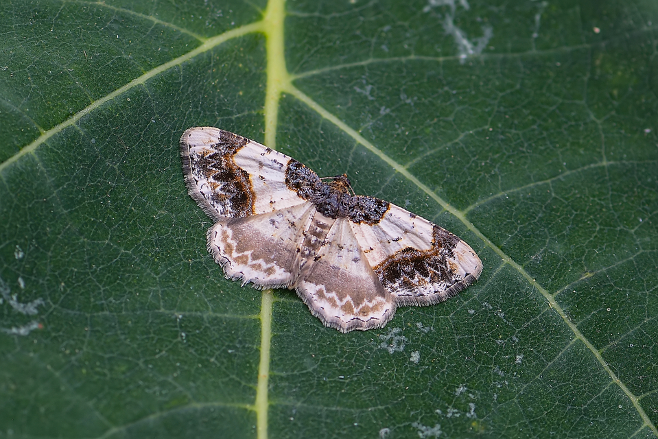 Ligdia adustata - barna levélaraszoló