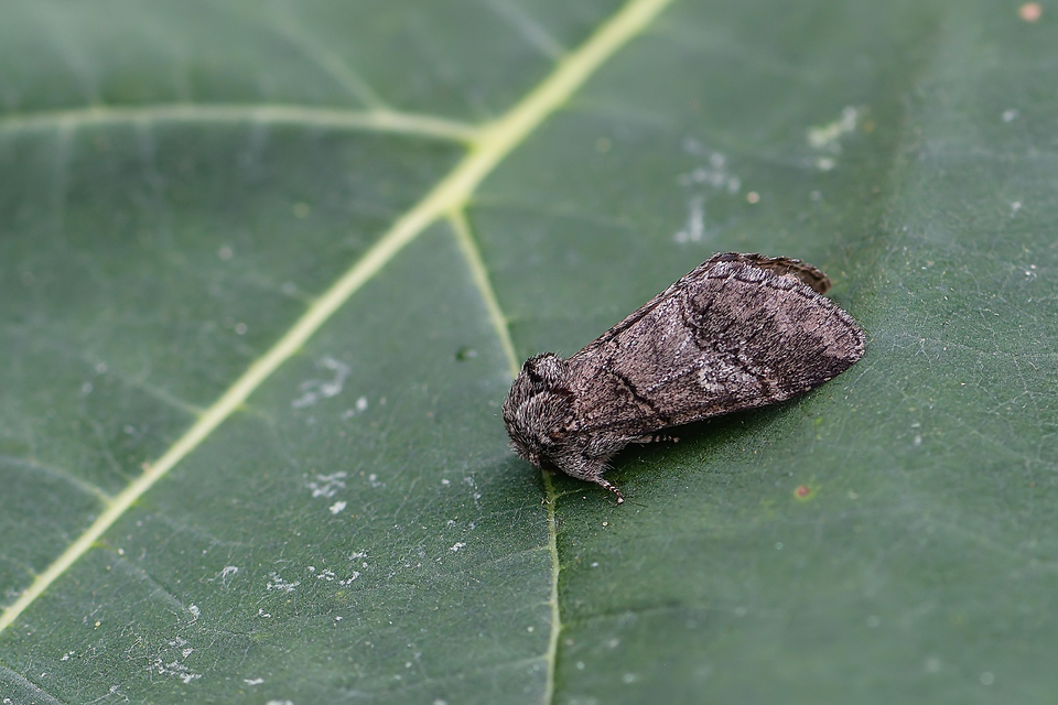Drymonia querna - tölgyfa-púposszövő