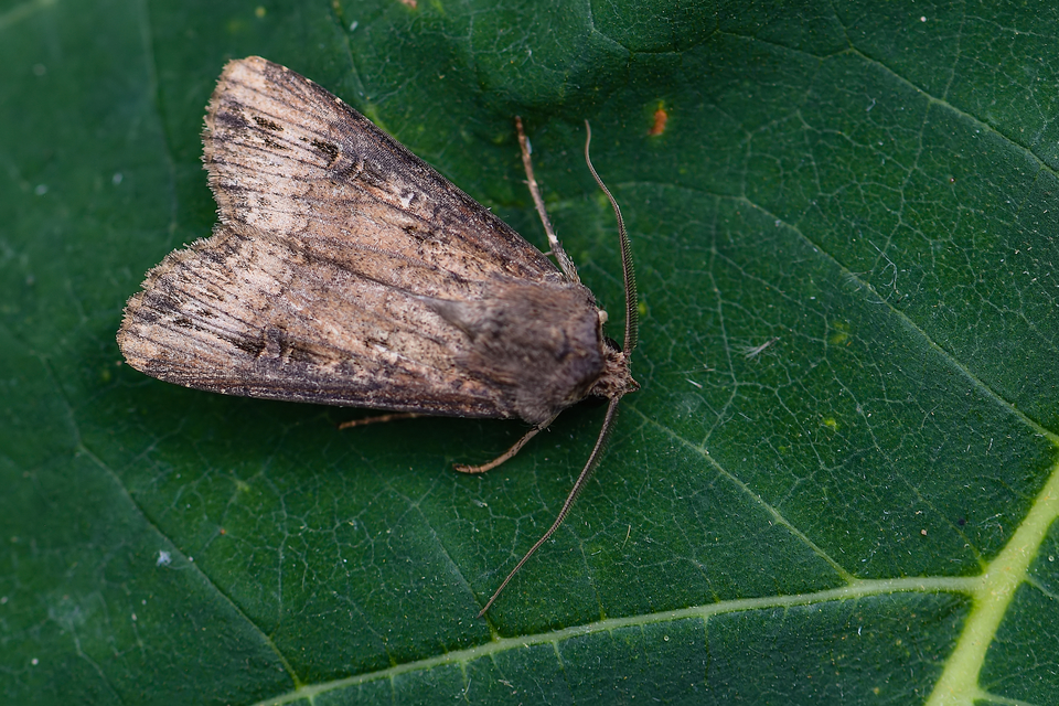 Agrotis ipsilon - nagy földibagoly
