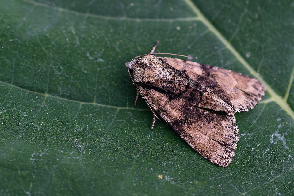 Acronicta alni - éger-szigonyosbagoly
