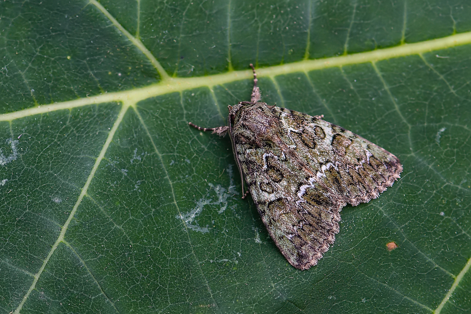Polyphaenis sericata - selyemfényű erdeibagoly