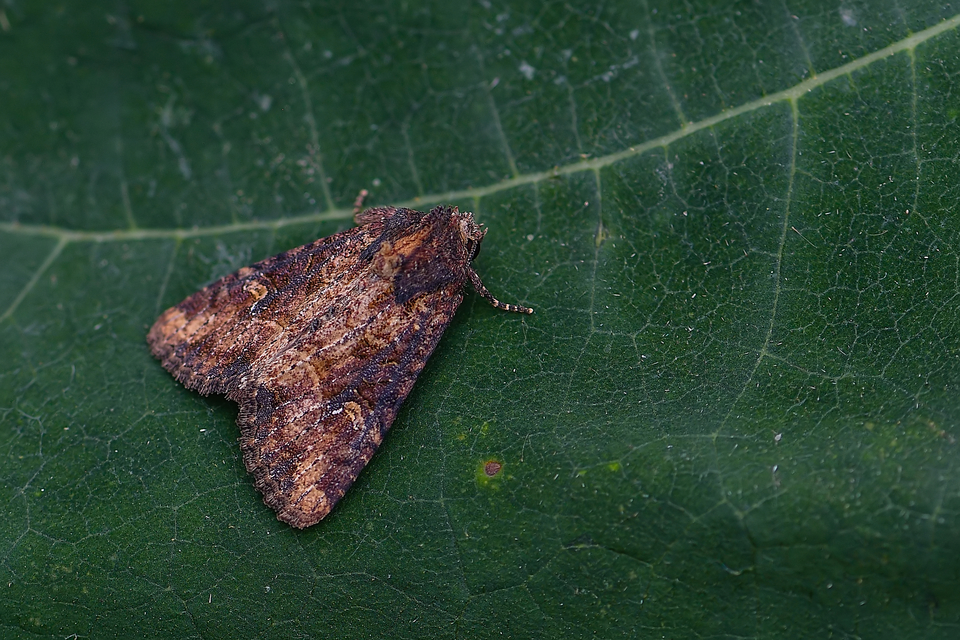 Mesapamea secalella/secalis