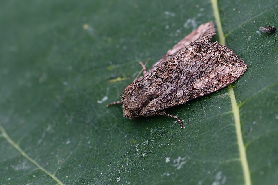 Lacanobia thalassina - borbolya-kertibagoly
