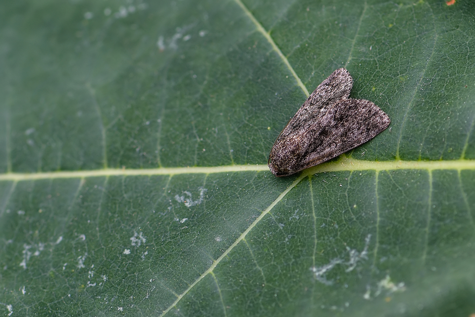 Acronicta rumicis - sóska-szigonyosbagoly