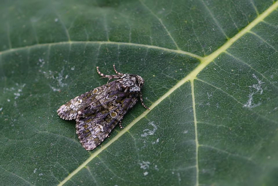 Craniophora ligustri - fagyalbagoly
