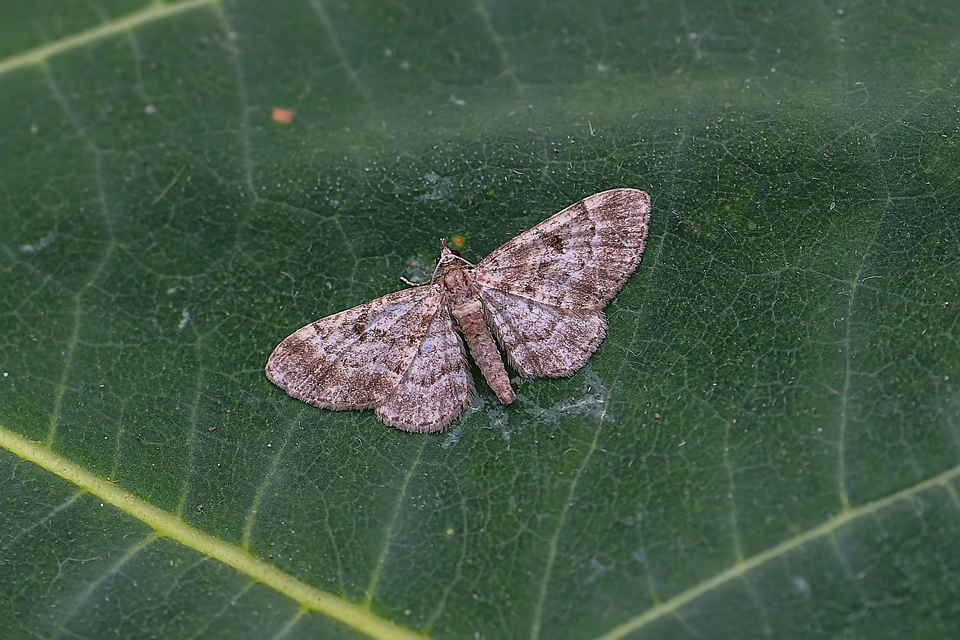 Eupithecia abietaria - nagyfoltú törpearaszoló