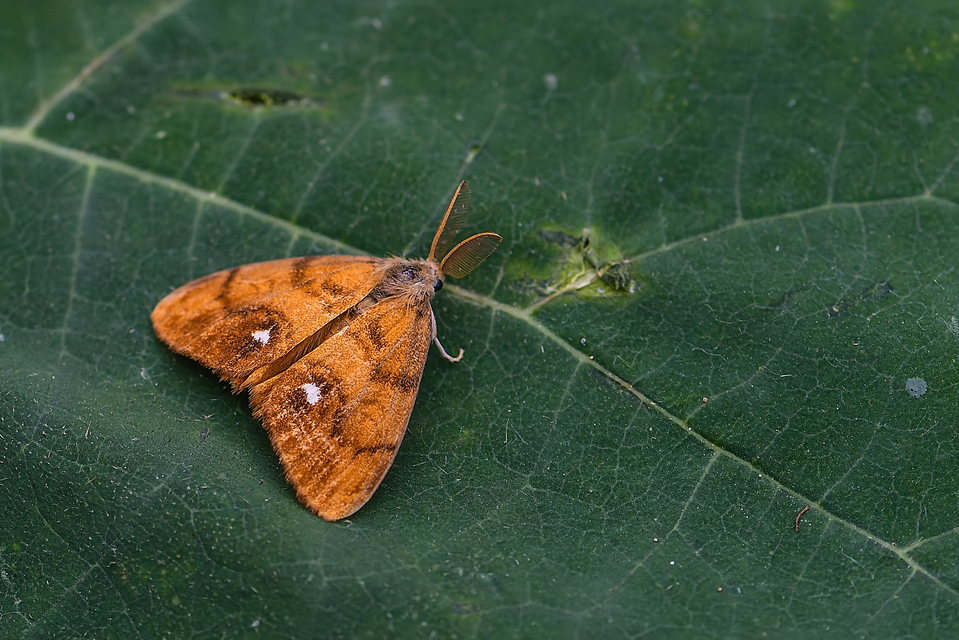 Orgyia antiqua - rozsdabarna kisszövő