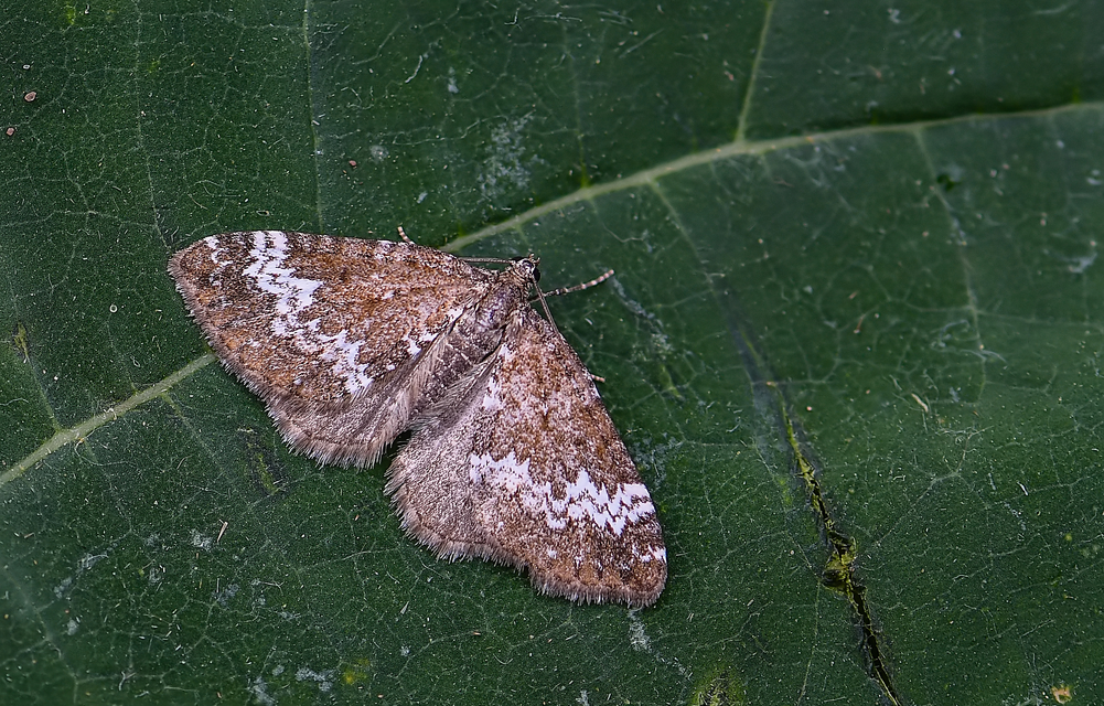 Perizoma alchemillata - árvacsalán-araszoló