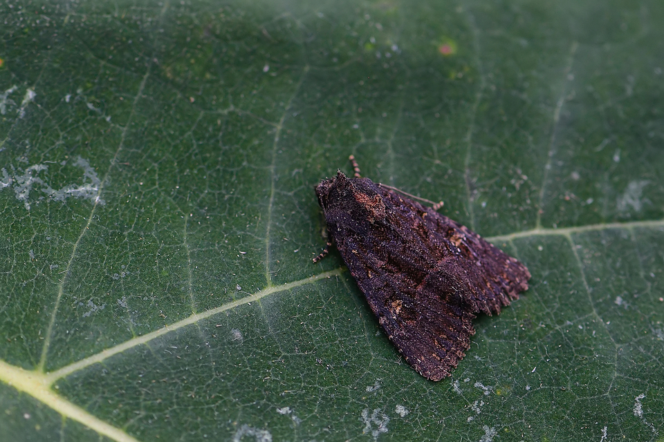 Mesapamea secalella/secalis