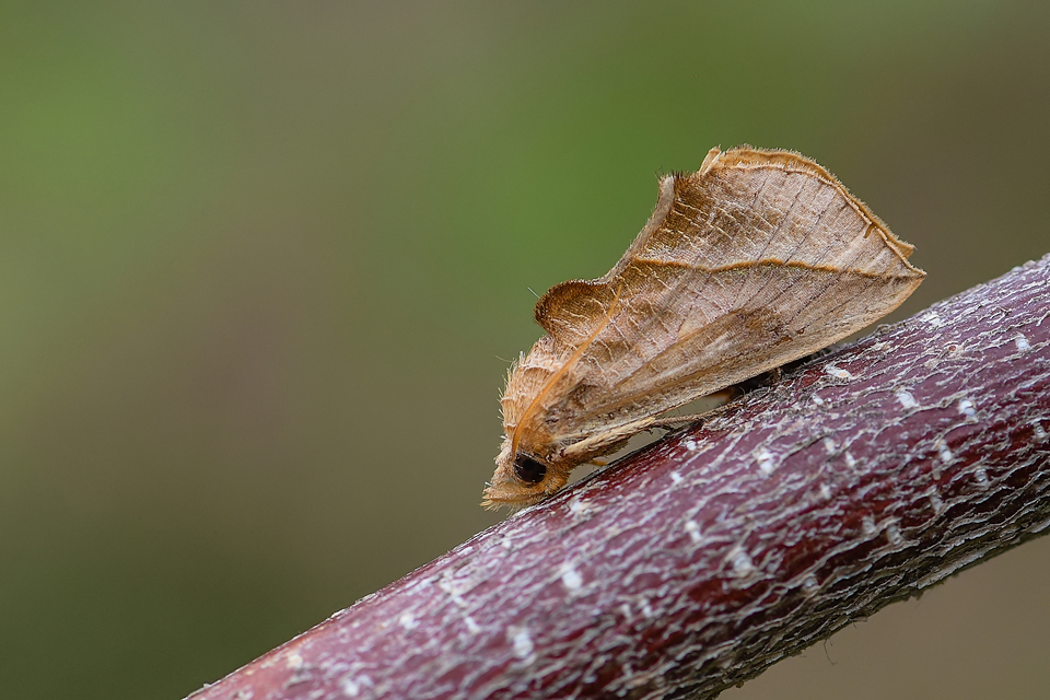 Calyptra thalictri - öblösszárnyú bagoly