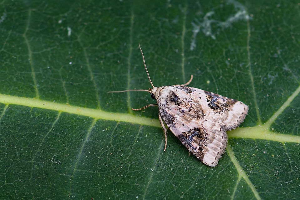 Pseudeustrotia candidula - fehéres apróbagoly